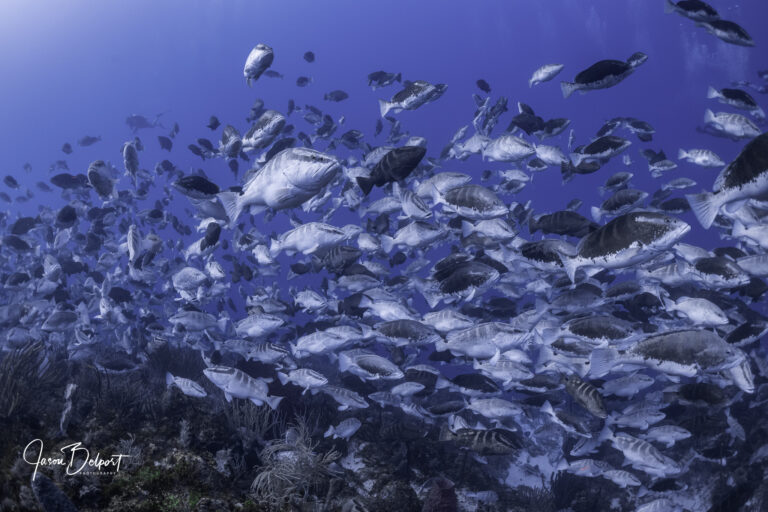 Grouper Moon - Nassau Grouper Spawning - Photo By Jason Belport