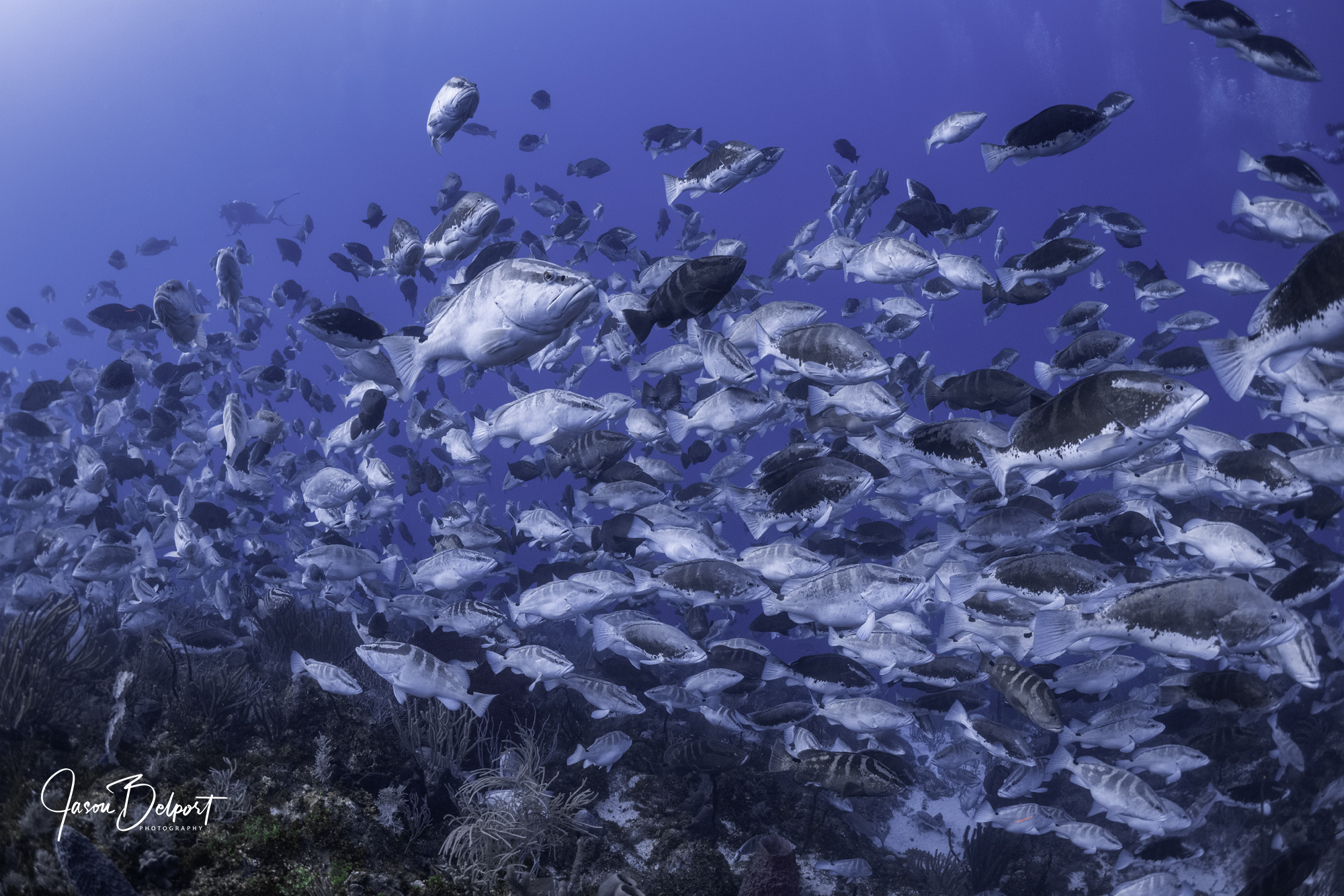 Grouper Moon - Nassau Grouper Spawning - Photo By Jason Belport